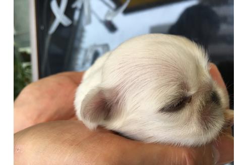 成約済の愛知県のペキニーズ-22235の1枚目